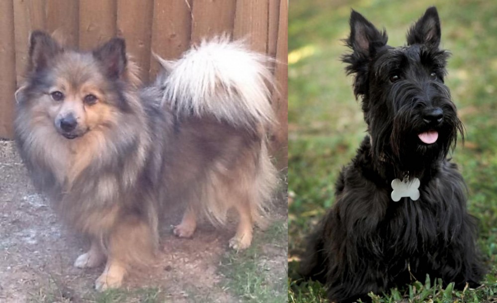 Scoland Terrier vs German Spitz (Mittel) - Breed Comparison