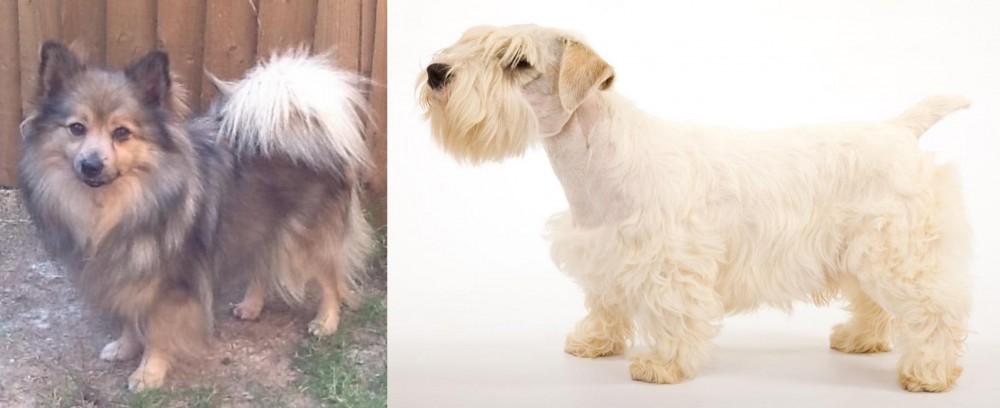 Sealyham Terrier vs German Spitz (Mittel) - Breed Comparison
