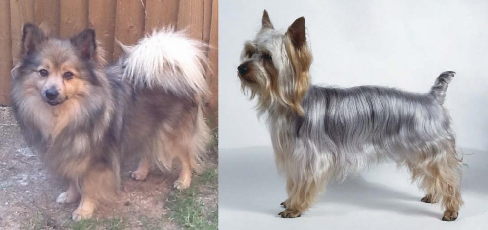 Silky Terrier vs German Spitz (Mittel) - Breed Comparison