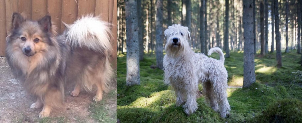 Soft-Coated Wheaten Terrier vs German Spitz (Mittel) - Breed Comparison