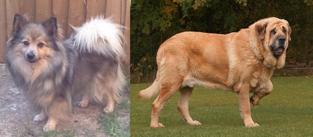 Spanish Mastiff vs German Spitz (Mittel) - Breed Comparison