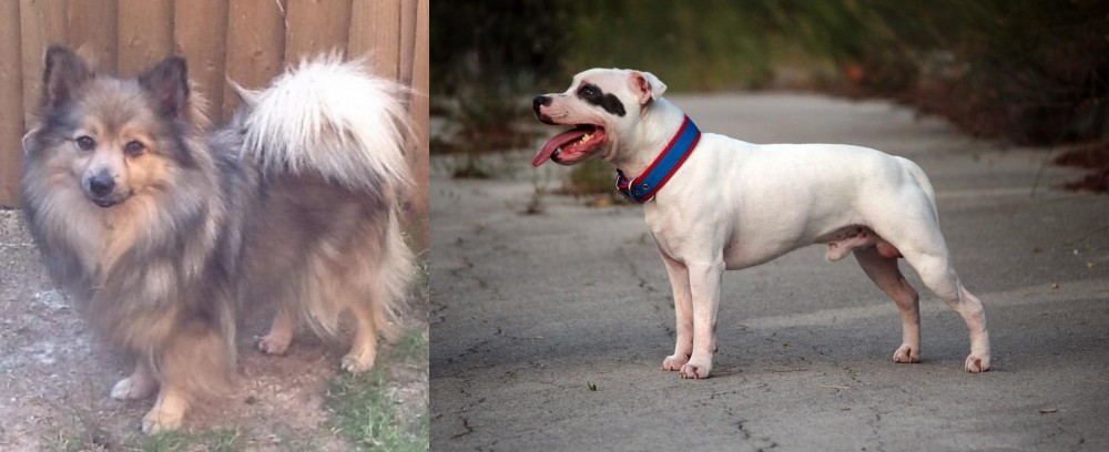 Staffordshire Bull Terrier vs German Spitz (Mittel) - Breed Comparison