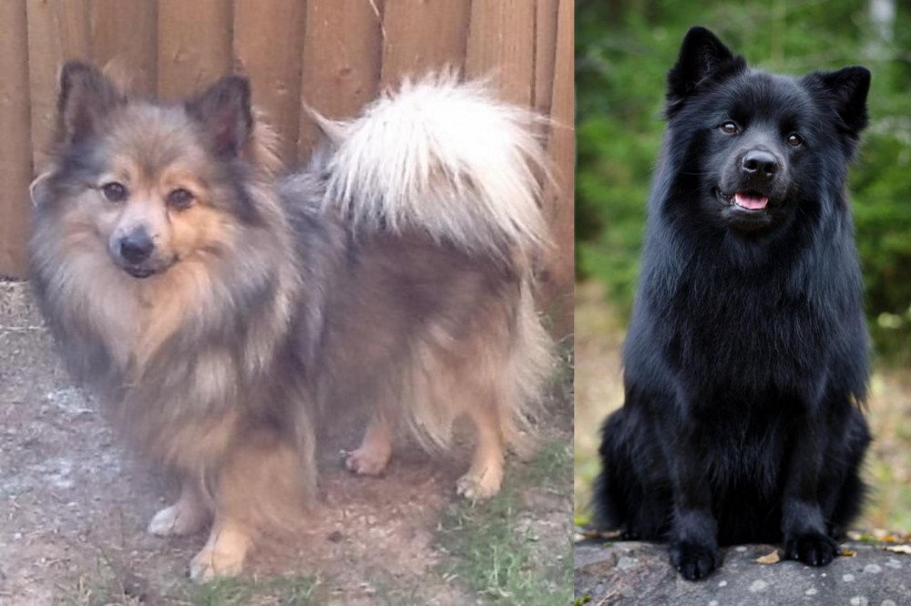 Swedish Lapphund vs German Spitz (Mittel) - Breed Comparison