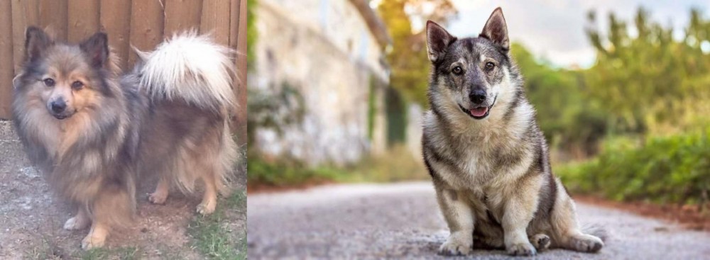 Swedish Vallhund vs German Spitz (Mittel) - Breed Comparison