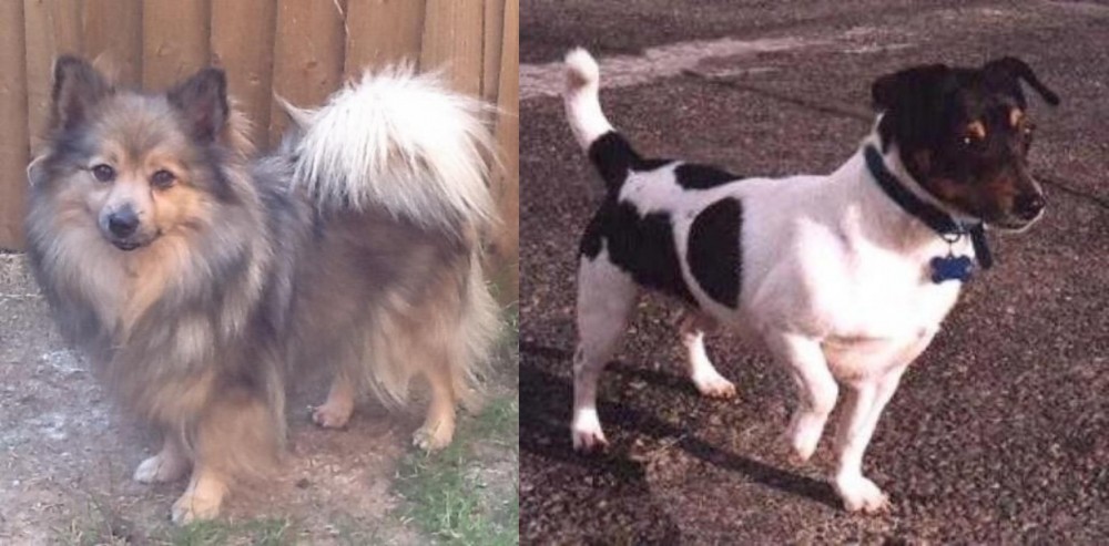 Teddy Roosevelt Terrier vs German Spitz (Mittel) - Breed Comparison