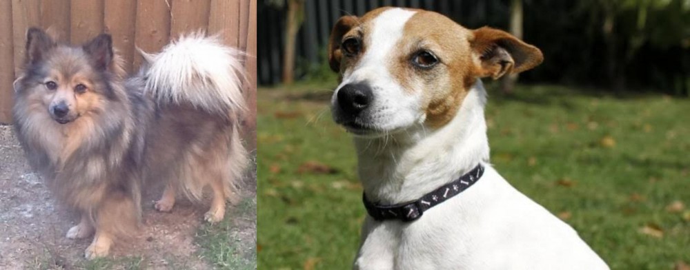 Tenterfield Terrier vs German Spitz (Mittel) - Breed Comparison