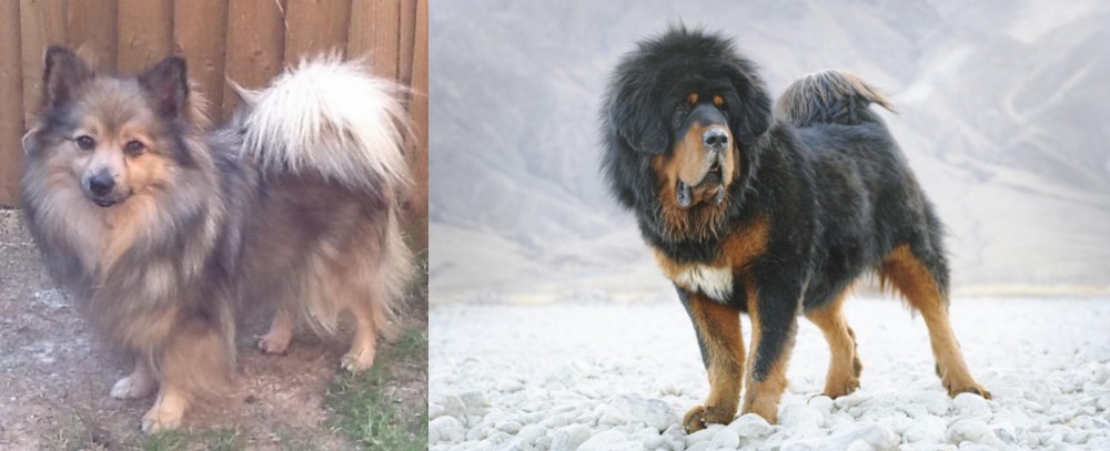 Tibetan Mastiff vs German Spitz (Mittel) - Breed Comparison