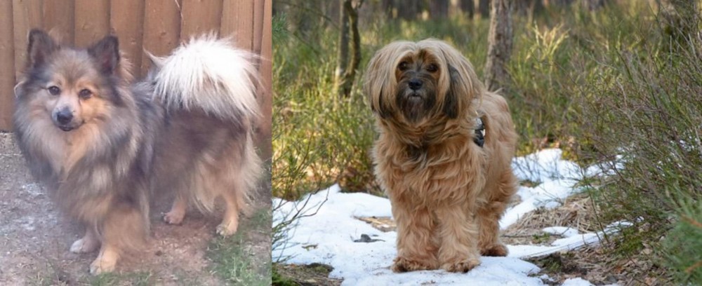 Tibetan Terrier vs German Spitz (Mittel) - Breed Comparison