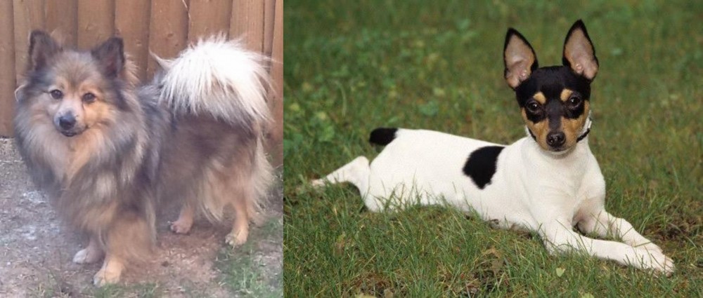 Toy Fox Terrier vs German Spitz (Mittel) - Breed Comparison
