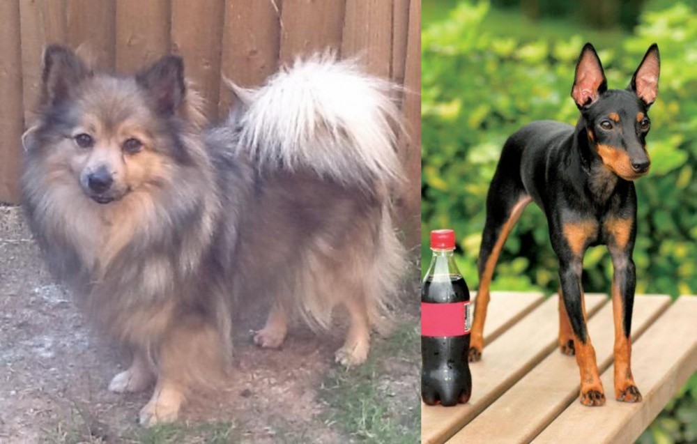 Toy Manchester Terrier vs German Spitz (Mittel) - Breed Comparison