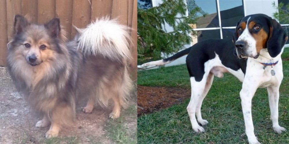 Treeing Walker Coonhound vs German Spitz (Mittel) - Breed Comparison