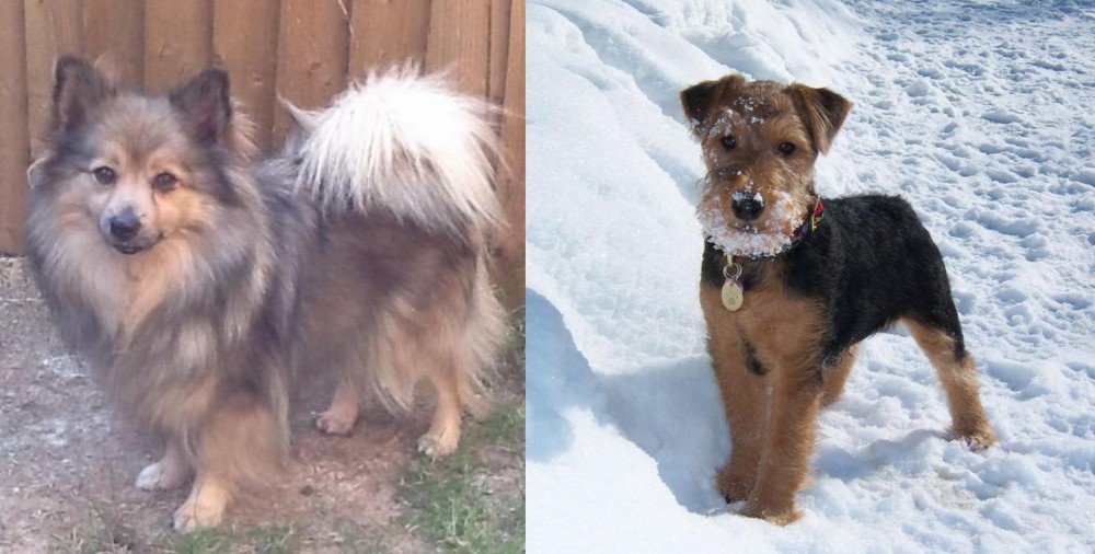 Welsh Terrier vs German Spitz (Mittel) - Breed Comparison