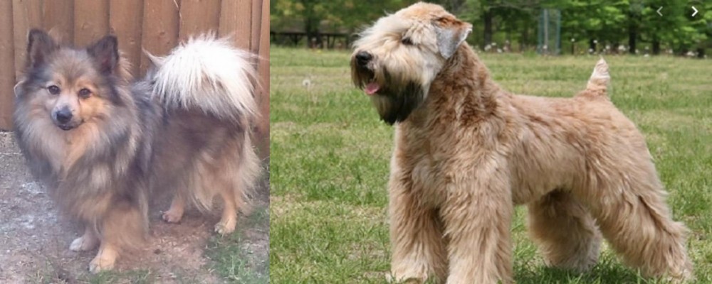 Wheaten Terrier vs German Spitz (Mittel) - Breed Comparison