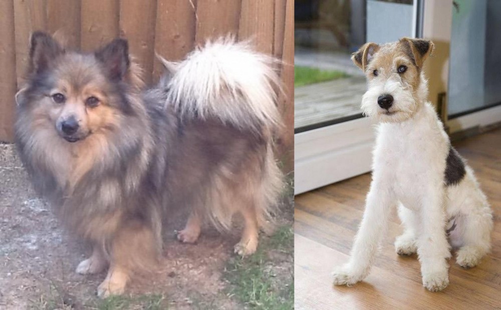 Wire Fox Terrier vs German Spitz (Mittel) - Breed Comparison
