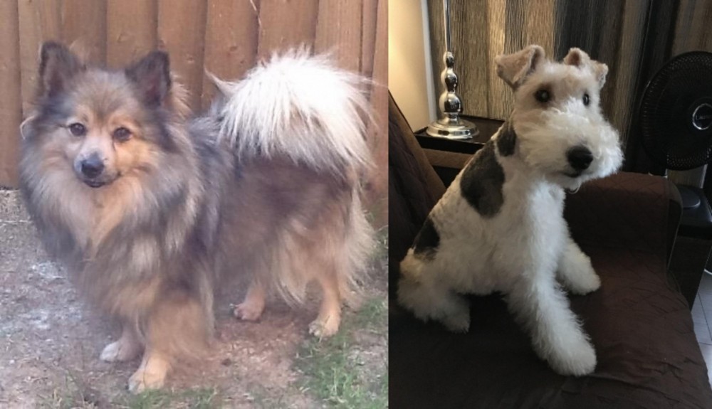Wire Haired Fox Terrier vs German Spitz (Mittel) - Breed Comparison