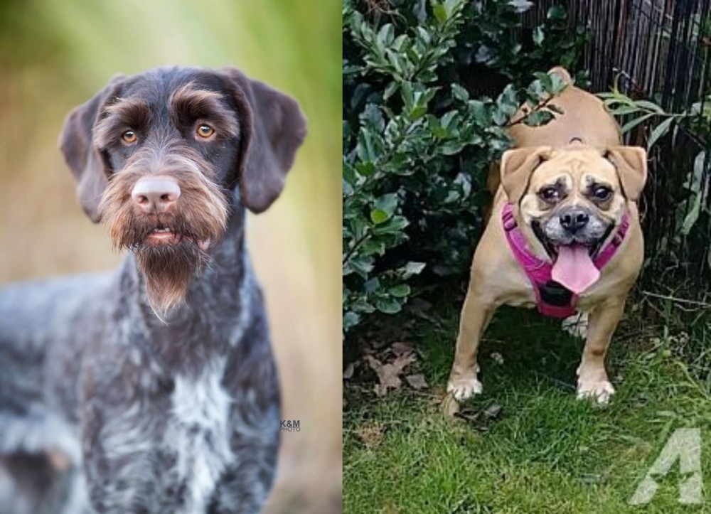Beabull vs German Wirehaired Pointer - Breed Comparison