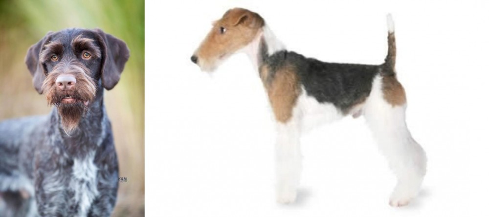 Fox Terrier vs German Wirehaired Pointer - Breed Comparison