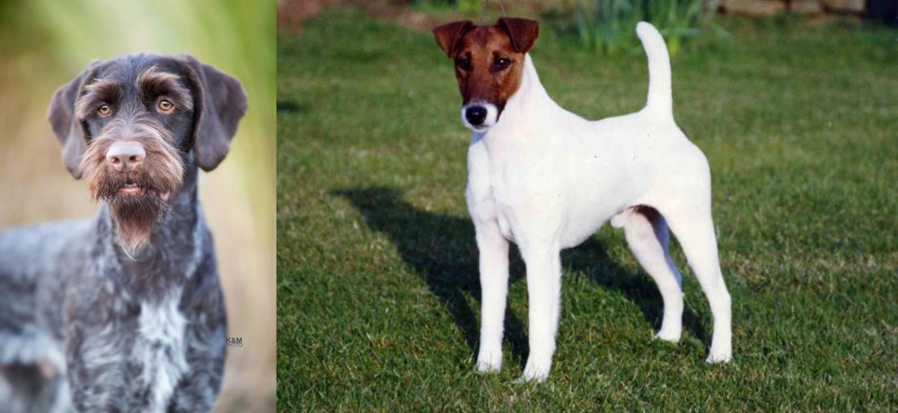 Fox Terrier (Smooth) vs German Wirehaired Pointer - Breed Comparison