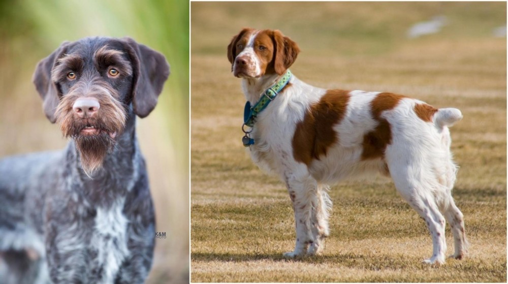 French Brittany vs German Wirehaired Pointer - Breed Comparison