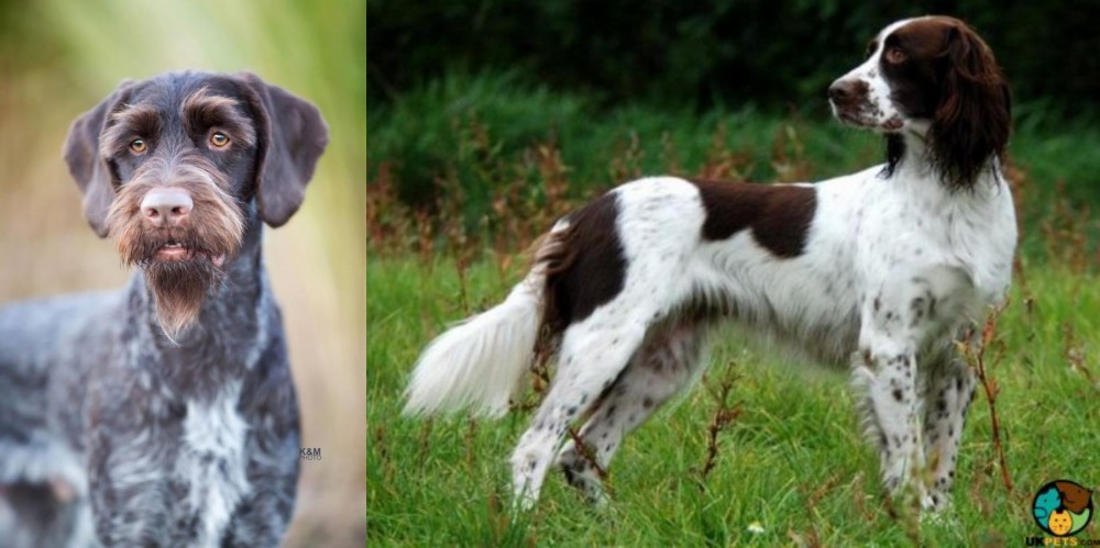 French Spaniel vs German Wirehaired Pointer - Breed Comparison