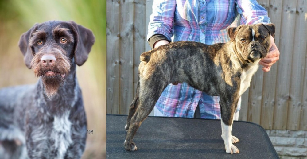 Fruggle vs German Wirehaired Pointer - Breed Comparison