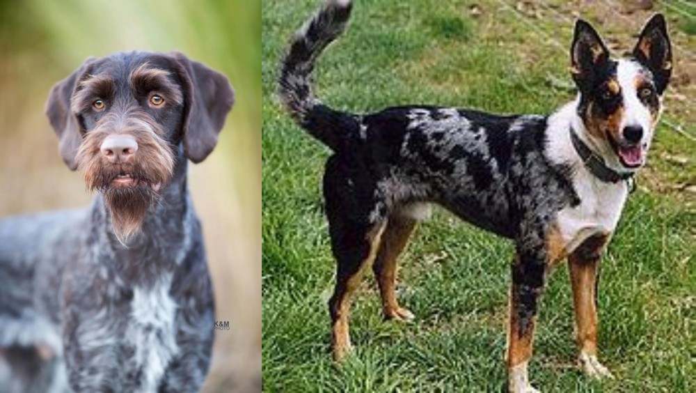 German Coolie vs German Wirehaired Pointer - Breed Comparison