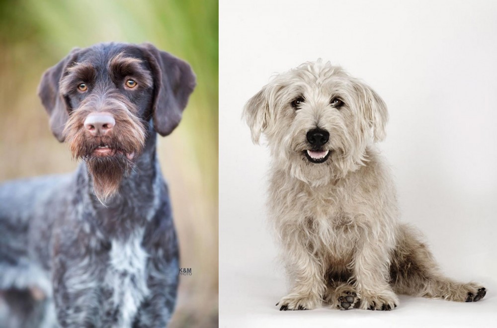 Glen of Imaal Terrier vs German Wirehaired Pointer - Breed Comparison