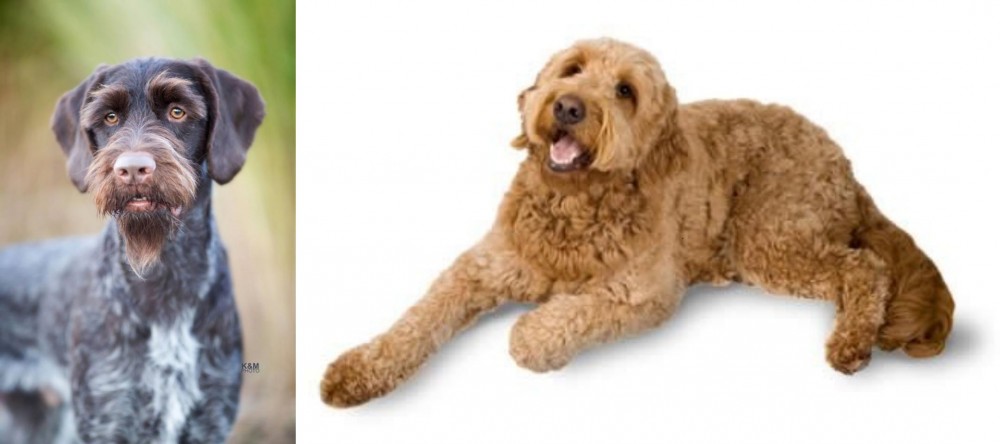 Golden Doodle vs German Wirehaired Pointer - Breed Comparison