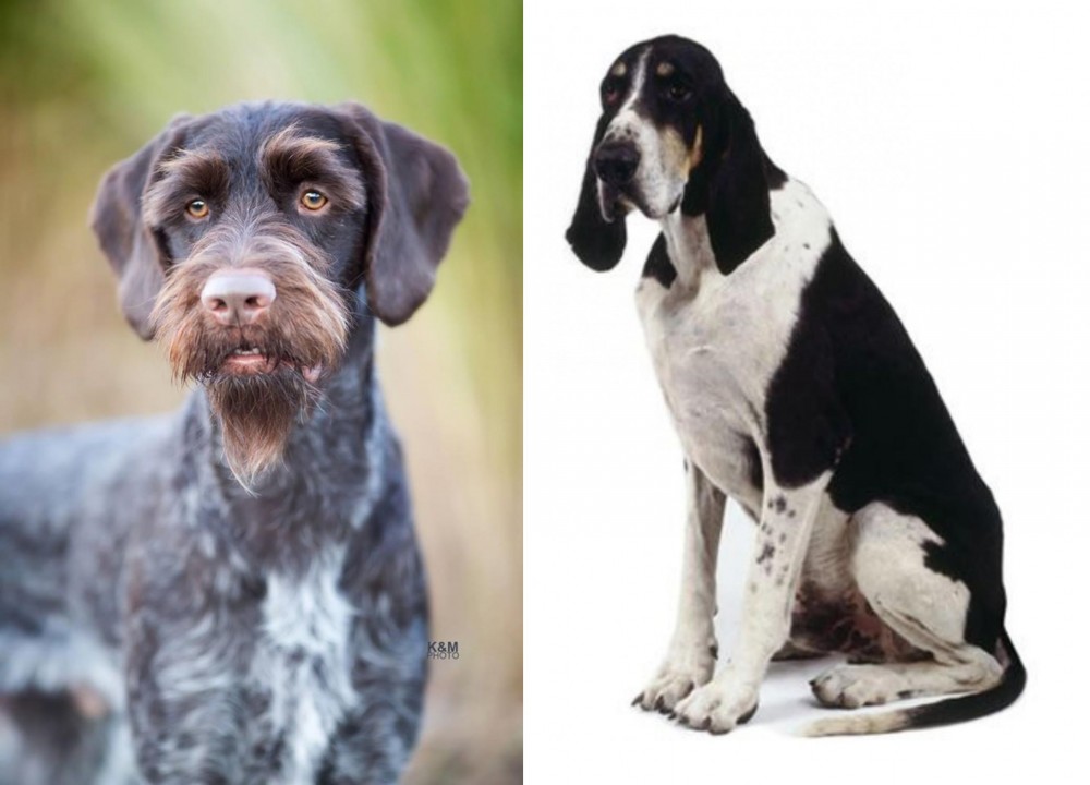 Grand Anglo-Francais Blanc et Noir vs German Wirehaired Pointer - Breed Comparison