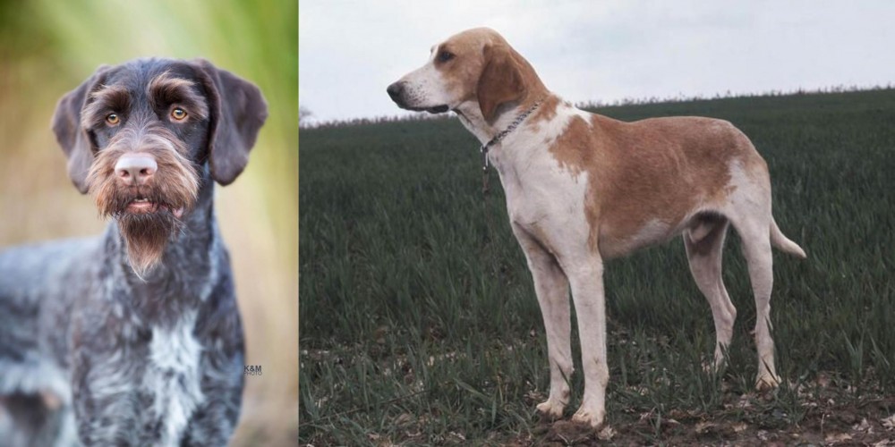 Grand Anglo-Francais Blanc et Orange vs German Wirehaired Pointer - Breed Comparison
