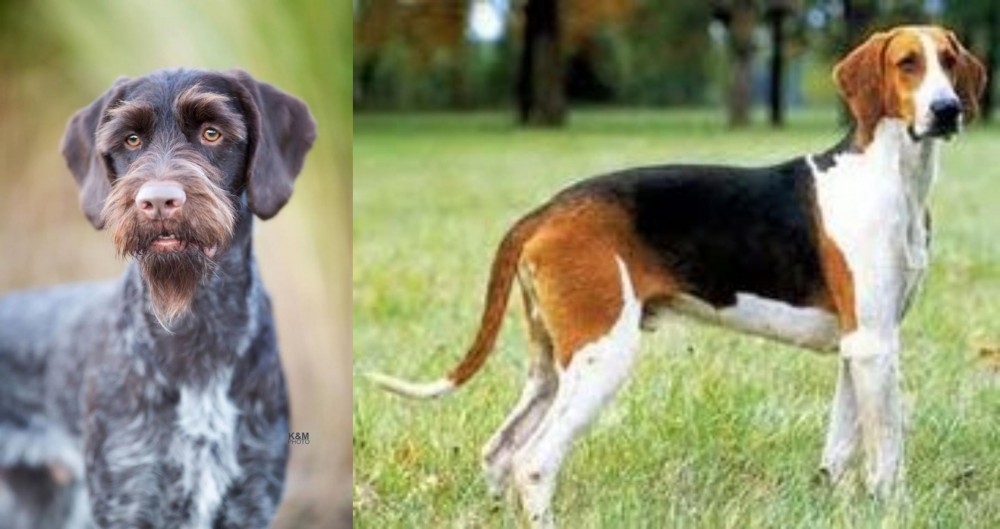 Grand Anglo-Francais Tricolore vs German Wirehaired Pointer - Breed Comparison