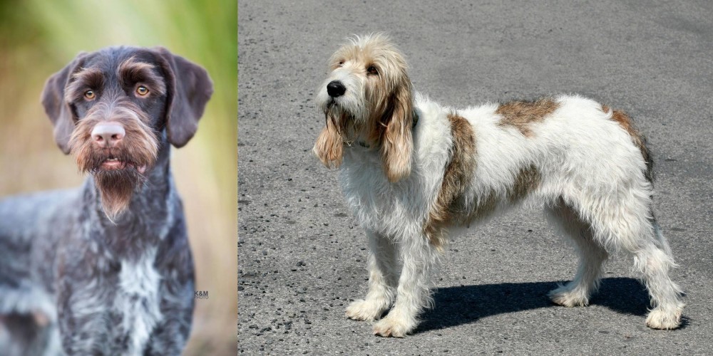 Grand Basset Griffon Vendeen vs German Wirehaired Pointer - Breed Comparison