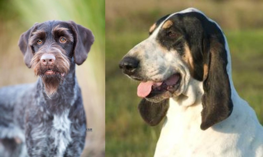 Grand Gascon Saintongeois vs German Wirehaired Pointer - Breed Comparison
