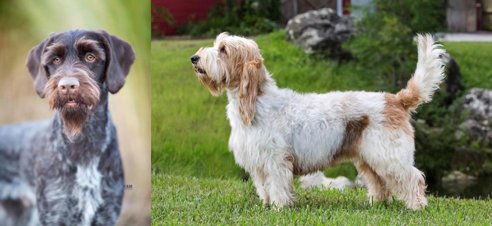 Grand Griffon Vendeen vs German Wirehaired Pointer - Breed Comparison