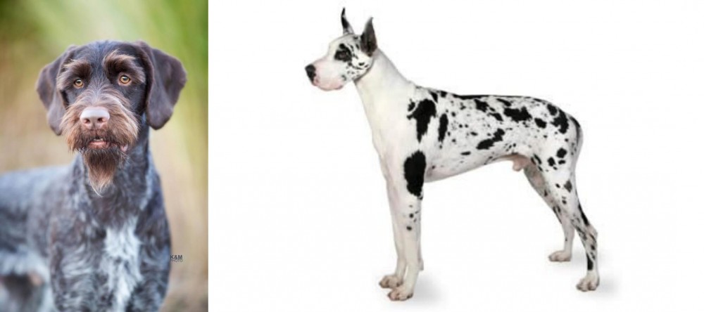 Great Dane vs German Wirehaired Pointer - Breed Comparison