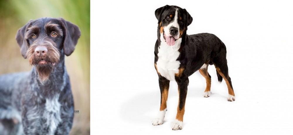 Greater Swiss Mountain Dog vs German Wirehaired Pointer - Breed Comparison