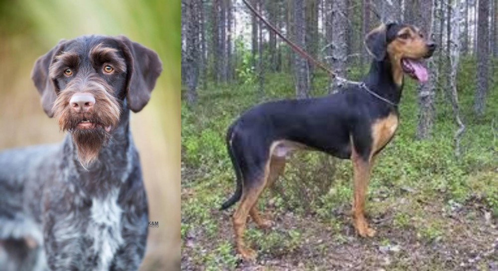 Greek Harehound vs German Wirehaired Pointer - Breed Comparison