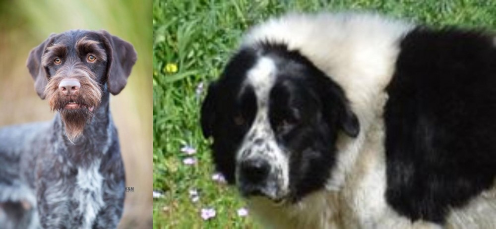 Greek Sheepdog vs German Wirehaired Pointer - Breed Comparison