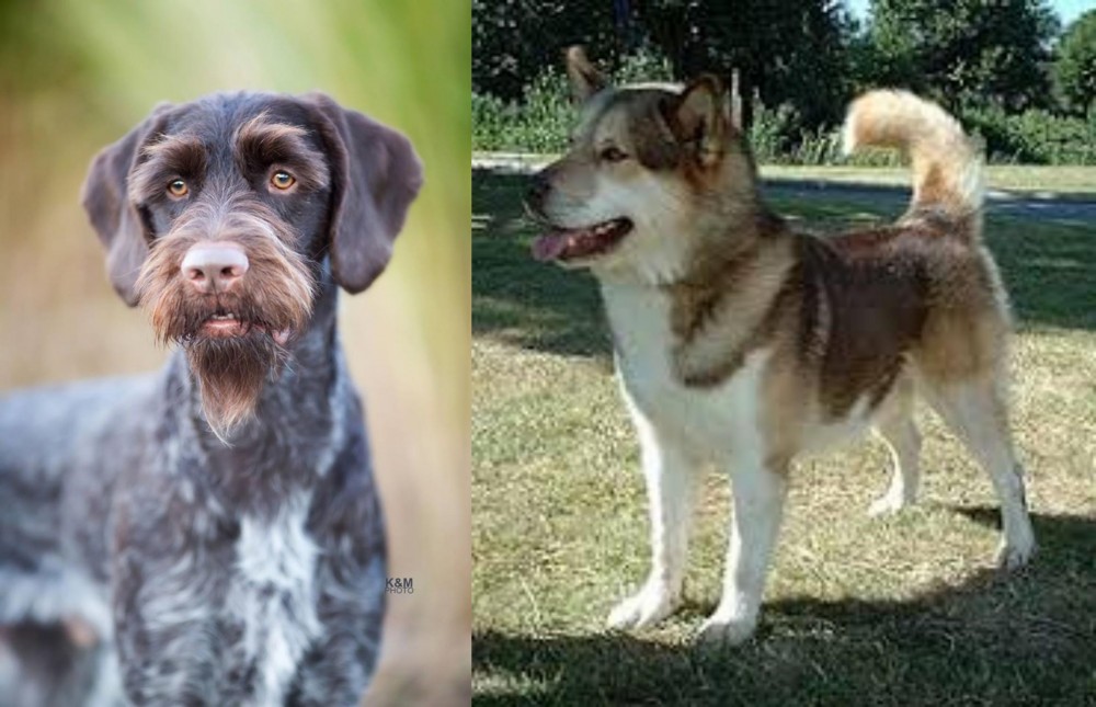 Greenland Dog vs German Wirehaired Pointer - Breed Comparison
