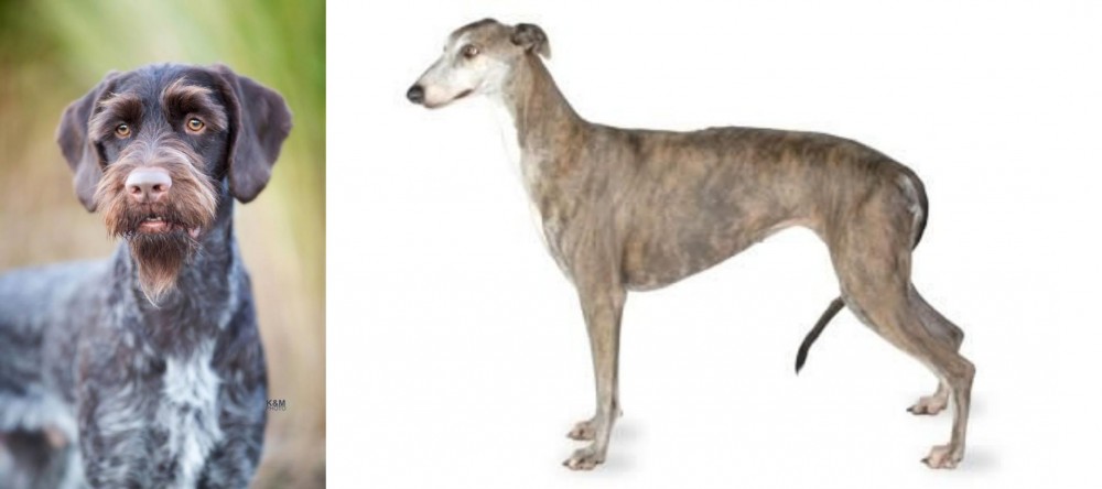 Greyhound vs German Wirehaired Pointer - Breed Comparison