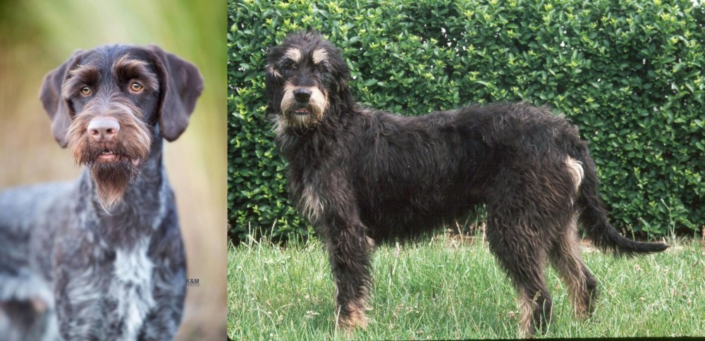 Griffon Nivernais vs German Wirehaired Pointer - Breed Comparison