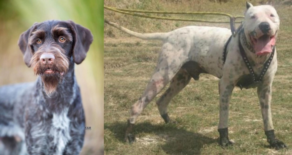 Gull Dong vs German Wirehaired Pointer - Breed Comparison