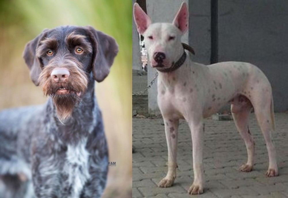 Gull Terr vs German Wirehaired Pointer - Breed Comparison