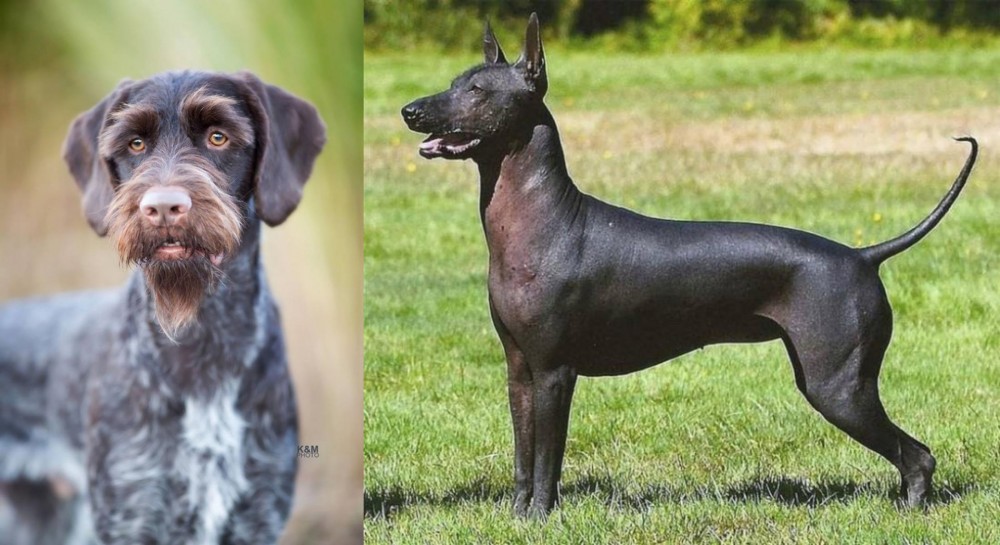 Hairless Khala vs German Wirehaired Pointer - Breed Comparison