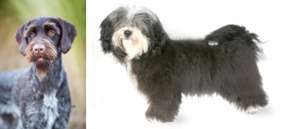 Havanese vs German Wirehaired Pointer - Breed Comparison