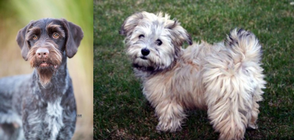 Havapoo vs German Wirehaired Pointer - Breed Comparison