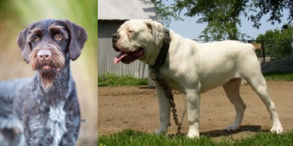 Hermes Bulldogge vs German Wirehaired Pointer - Breed Comparison