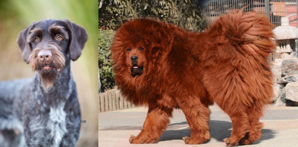 Himalayan Mastiff vs German Wirehaired Pointer - Breed Comparison