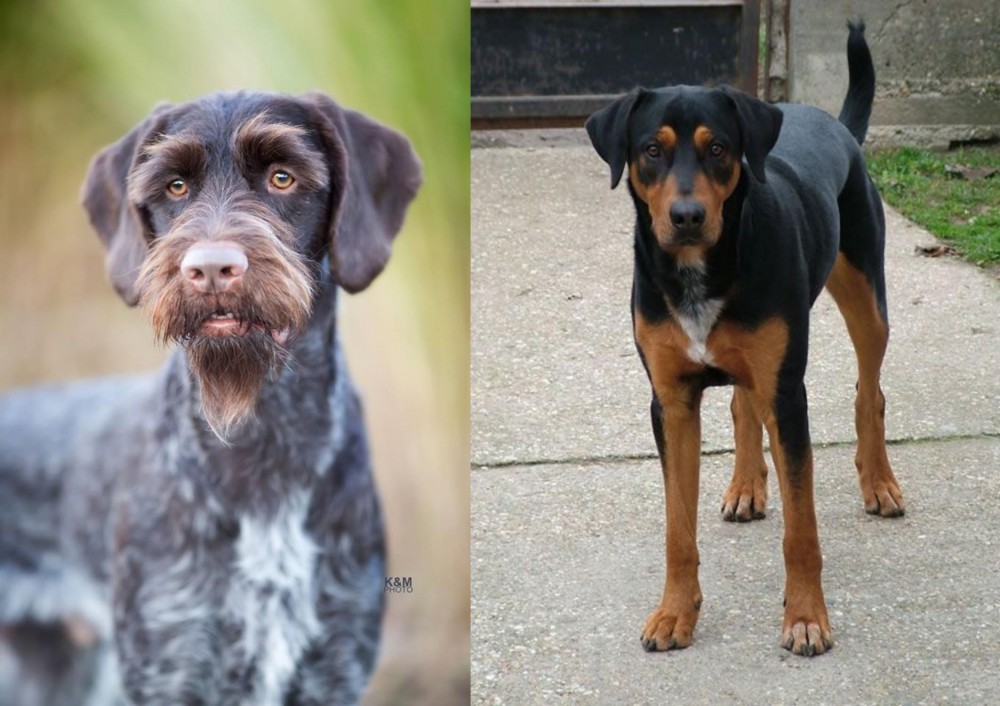 Hungarian Hound vs German Wirehaired Pointer - Breed Comparison