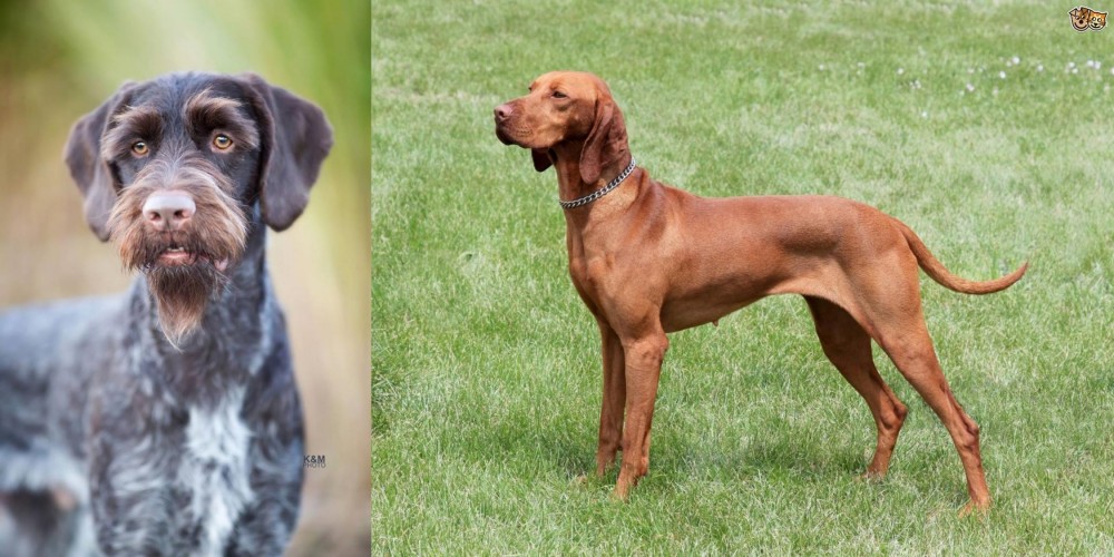 Hungarian Vizsla vs German Wirehaired Pointer - Breed Comparison